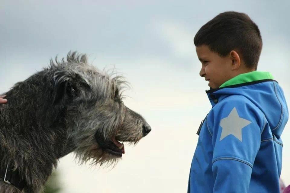 Irsk ulvehund Azimut - Fik mig en ny ven til Sct hans (5 år) billede 15