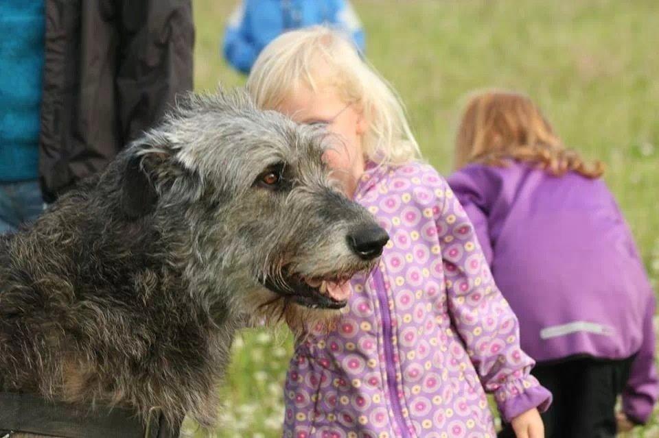 Irsk ulvehund Azimut - Sharing sweet secrets <3 billede 16