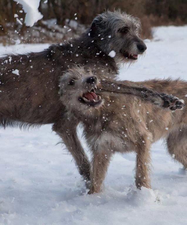 Irsk ulvehund Azimut - Mig og min lillesøster 2012 billede 18