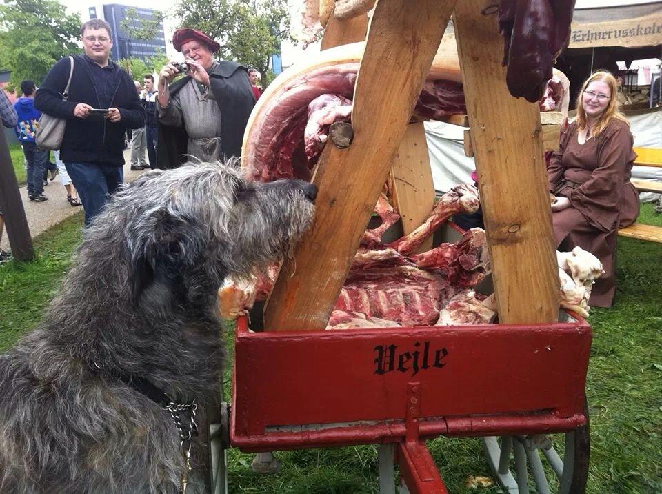 Irsk ulvehund Azimut - Er det min aftensmad der hænger her? billede 17