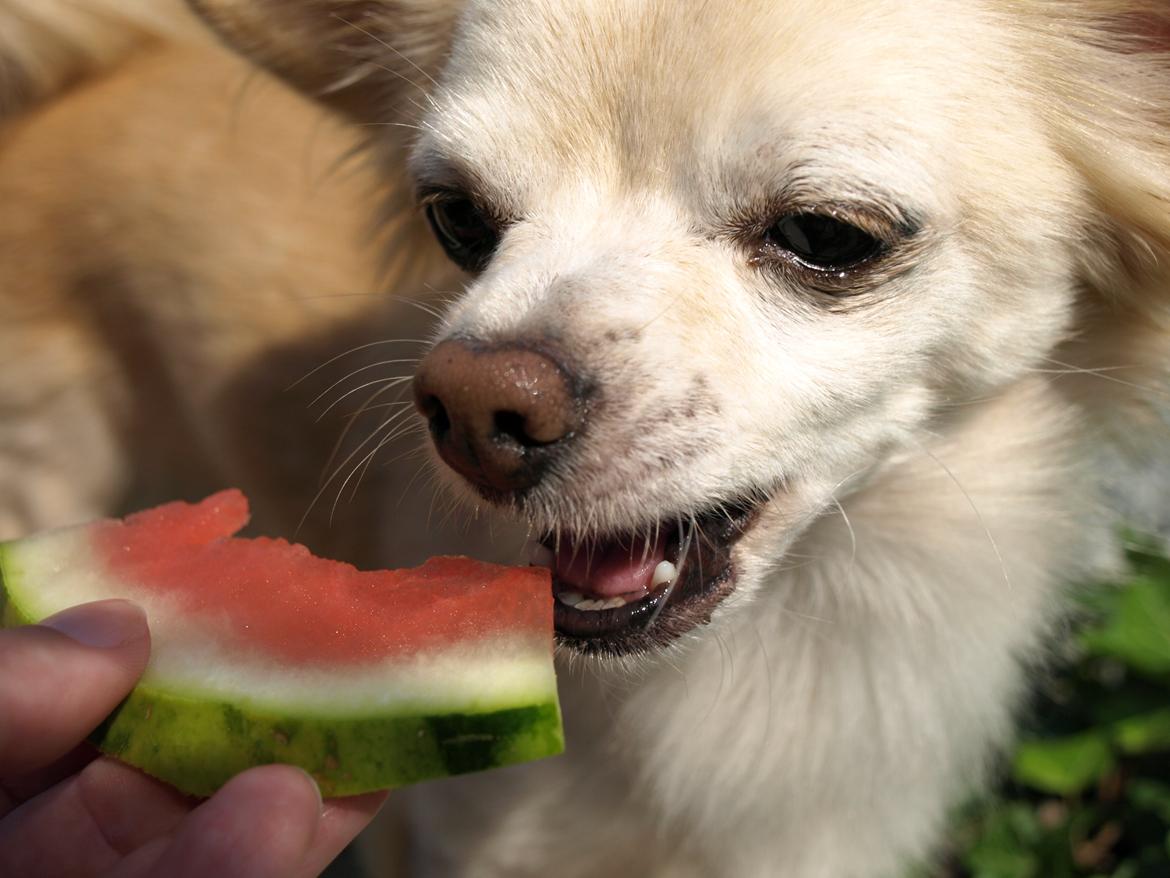 Chihuahua Micki aka Mimi - Namme-nam vandmelon er godt- sommeren 2013 billede 14