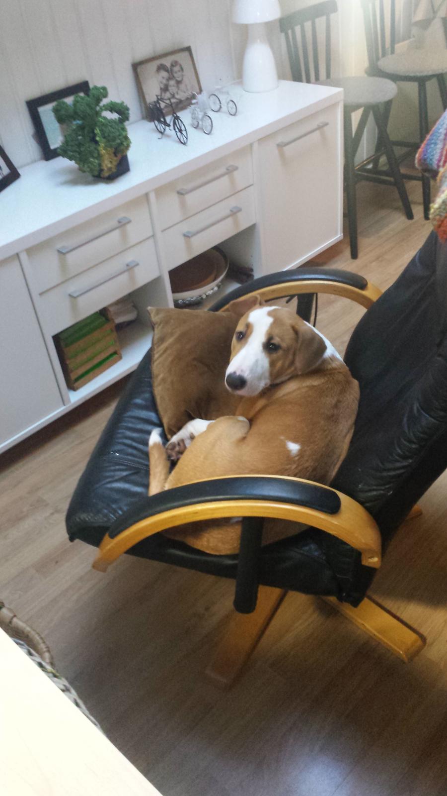 Blanding af racer Vega billede 37