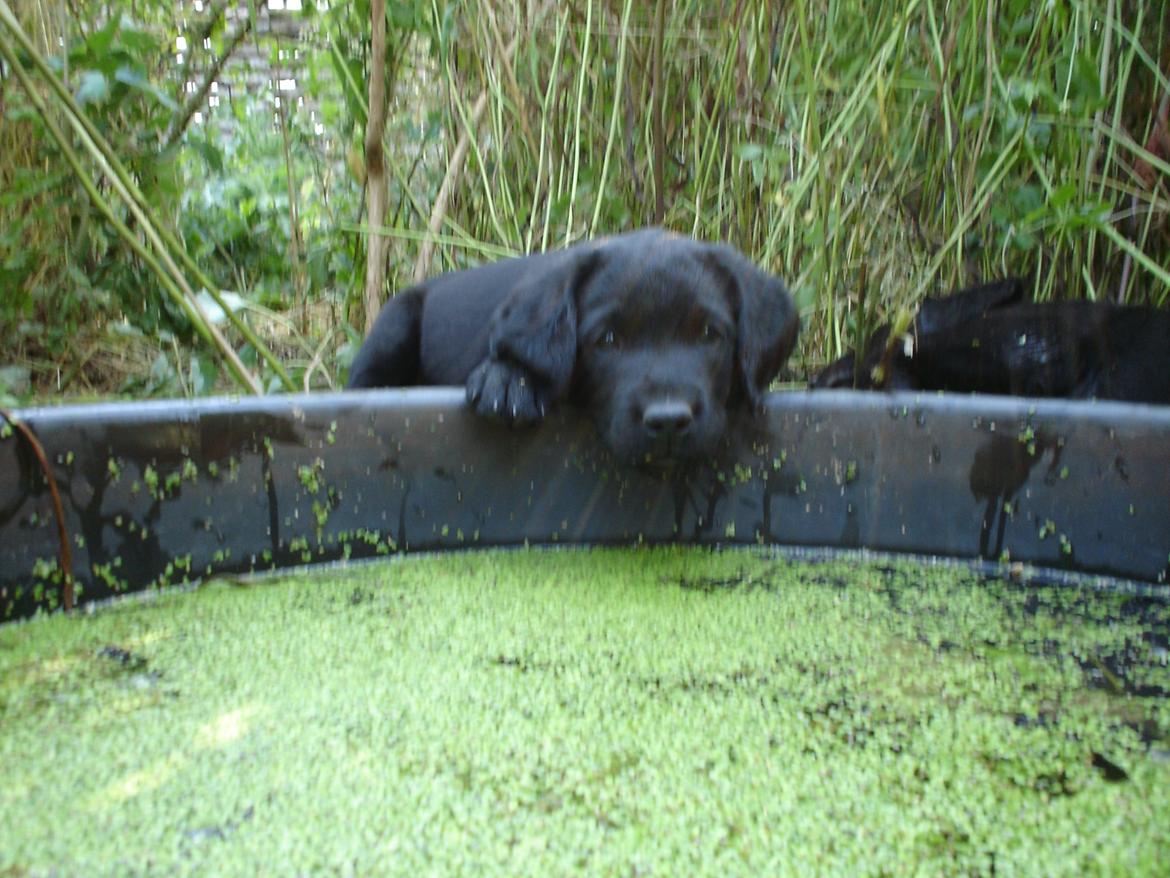 Labrador retriever Balder - Baby Balder <3 billede 4