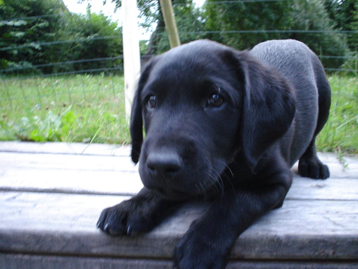 Labrador retriever Balder - Bby! <3 billede 6