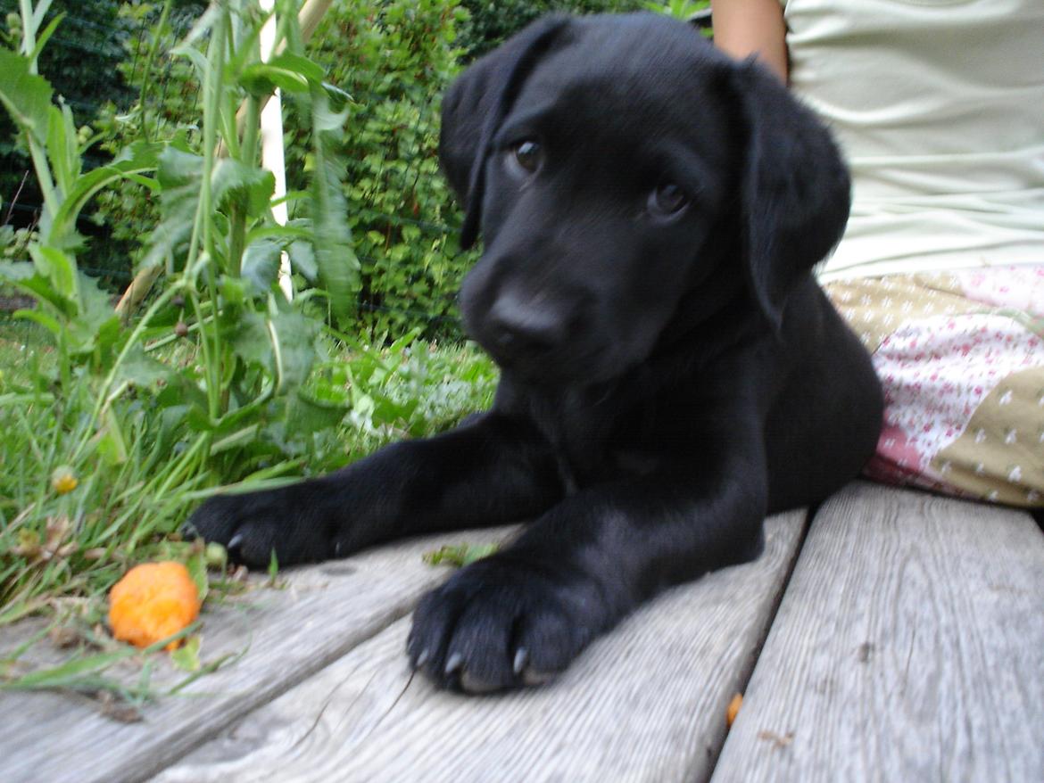 Labrador retriever Balder - Baby Baffie <3 billede 8