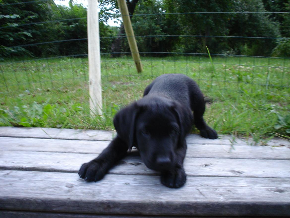 Labrador retriever Balder - Baby <3  billede 5