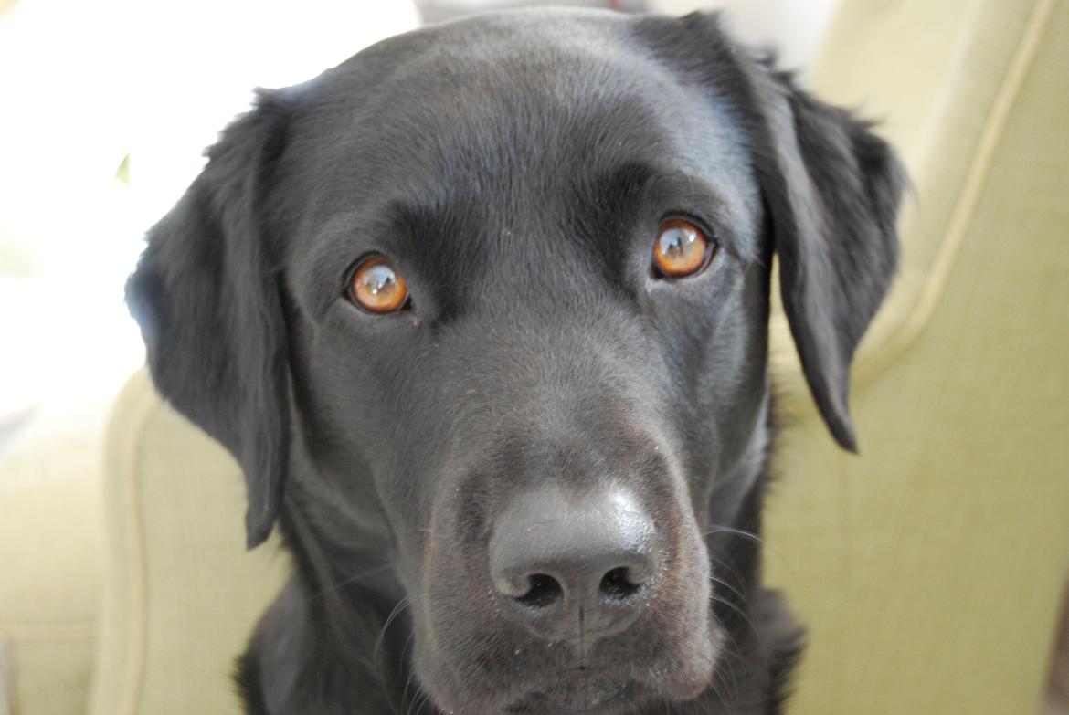Labrador retriever Balder - I've got my eyes on you. You're everything that i see <3 billede 1