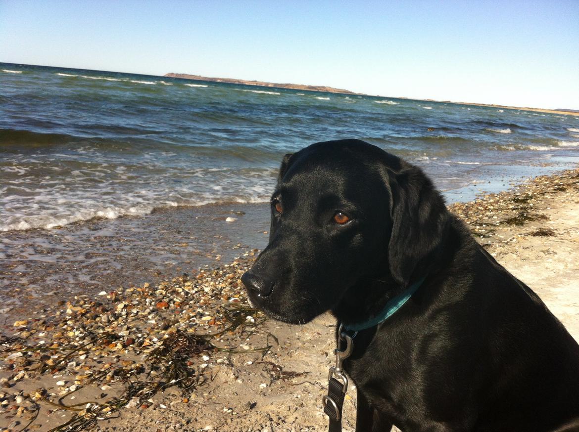 Labrador retriever Balder - Sagde du vandhund? HAHA!! Nej jeg er det de kalder skødehund <3 billede 9