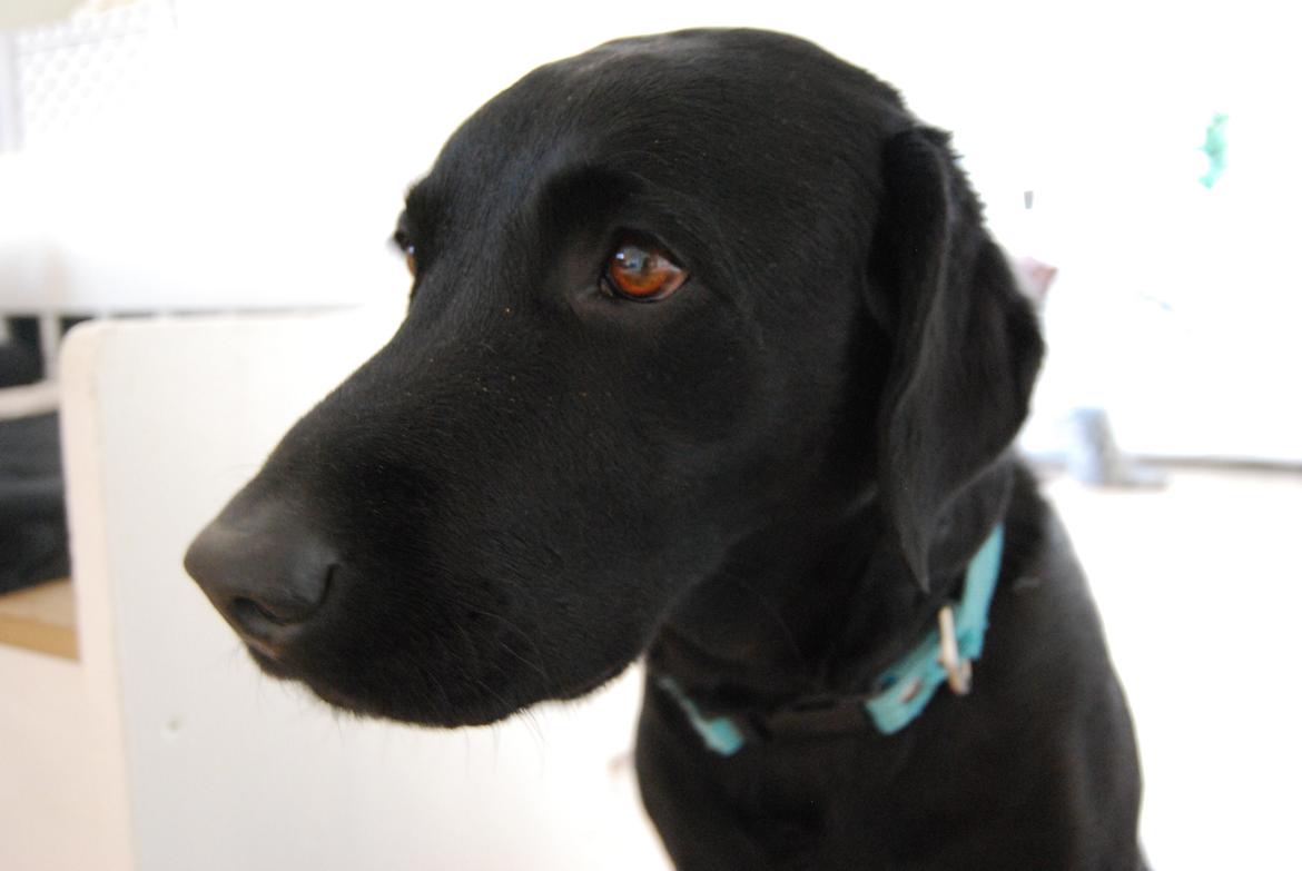 Labrador retriever Balder - Nu må det gerne snart blive juuuuuuuuul!! :D billede 10