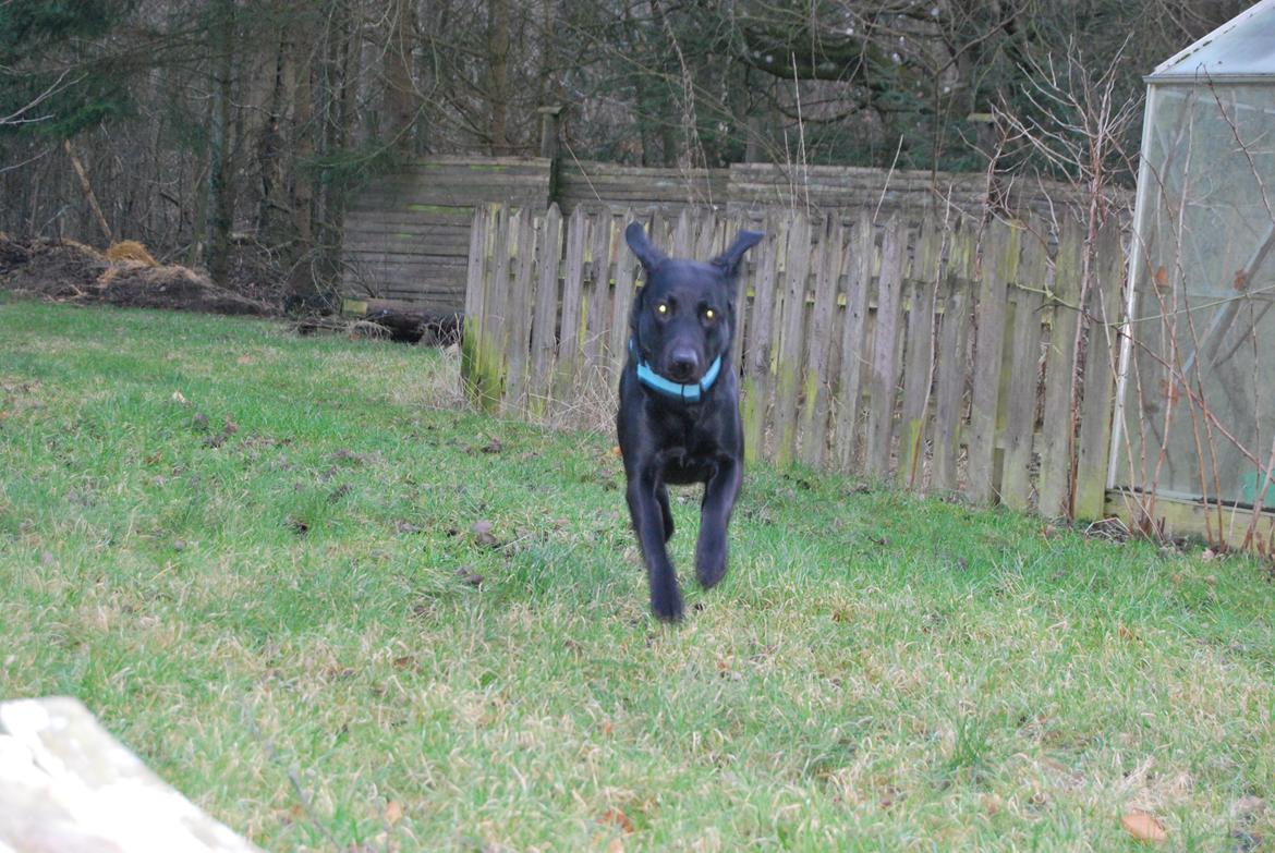 Labrador retriever Balder - I'm on my way bitches!! billede 11