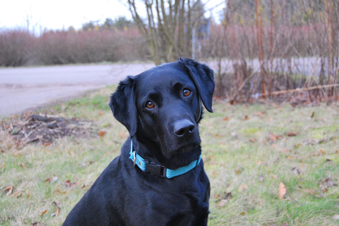 Labrador retriever Balder - Nu har jeg altså set sød ud læææænge.. Må jeg godt stikke af nu? ;) billede 13