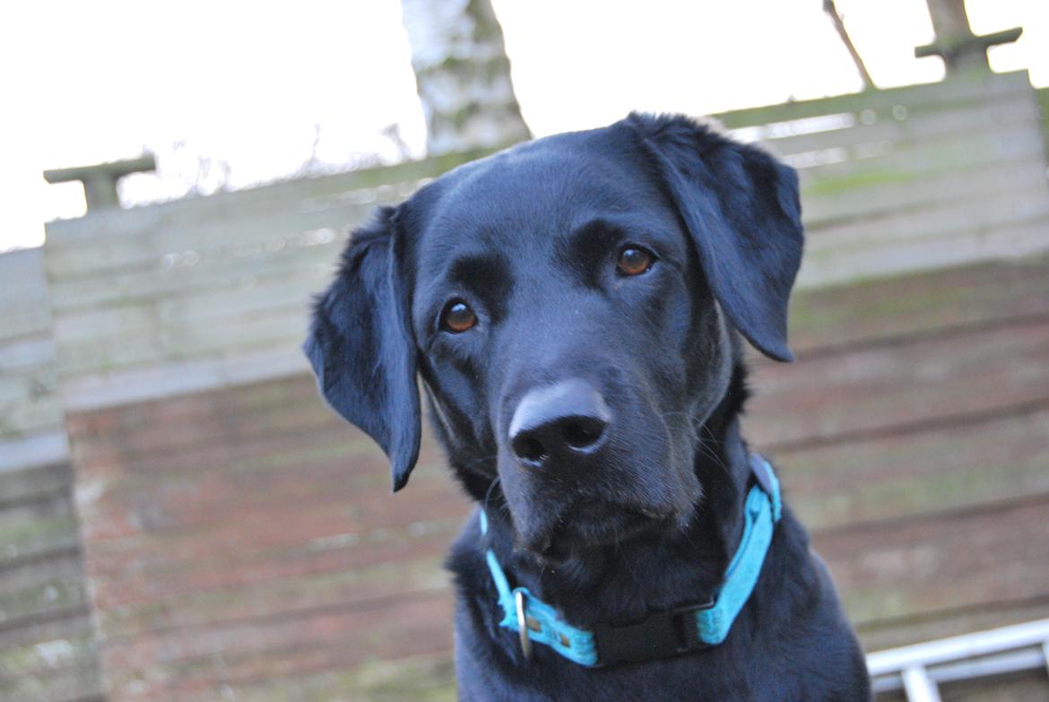 Labrador retriever Balder - Er du klar med kameraet? Laver lige turtlen billede 12