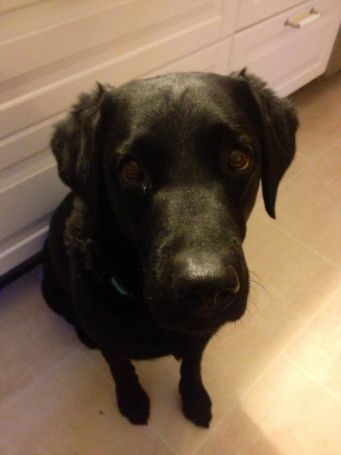 Labrador retriever Balder billede 15