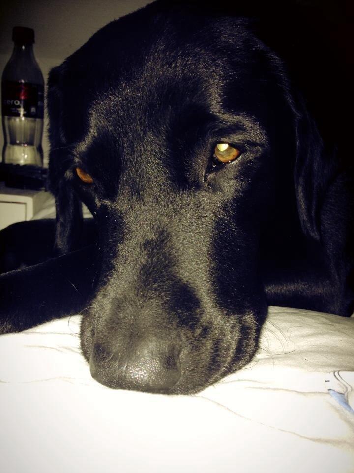 Labrador retriever Balder billede 16