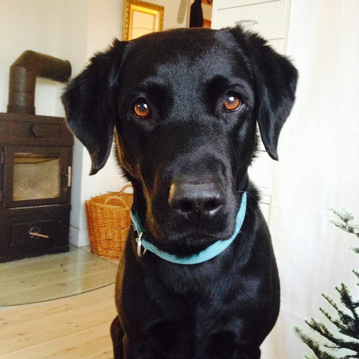 Labrador retriever Balder billede 17