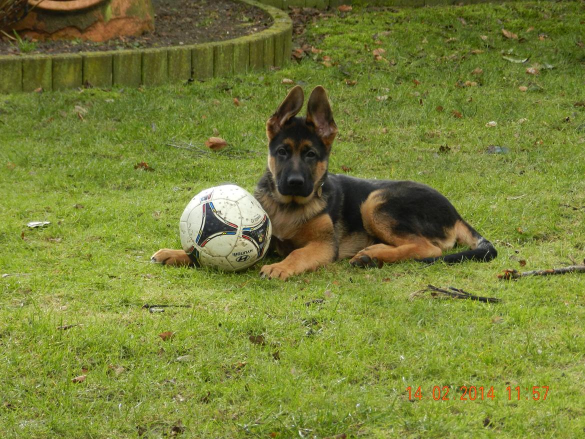 Schæferhund Studsdal Oskar - Hygge med bold i haven <3 billede 15
