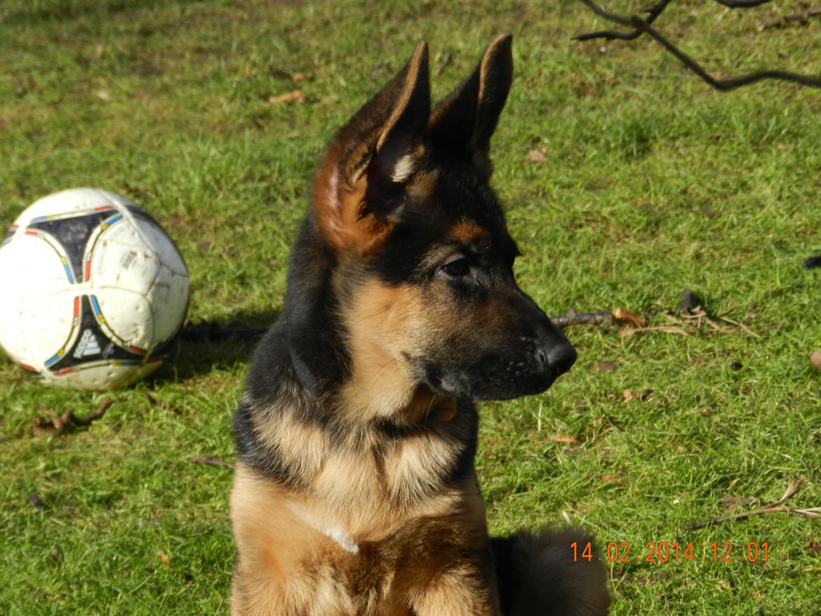 Schæferhund Studsdal Oskar billede 17