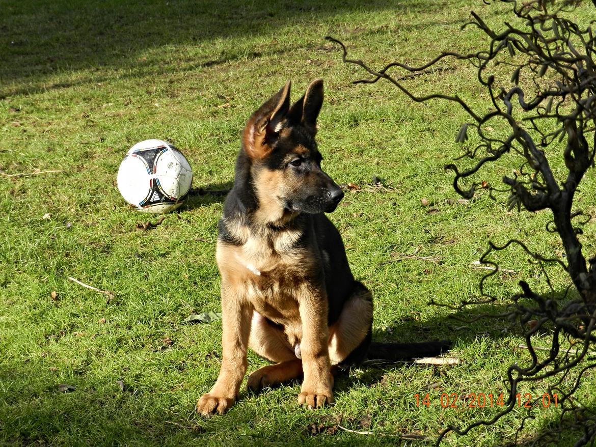 Schæferhund Studsdal Oskar - Holder lige øje med mor ;-) billede 16