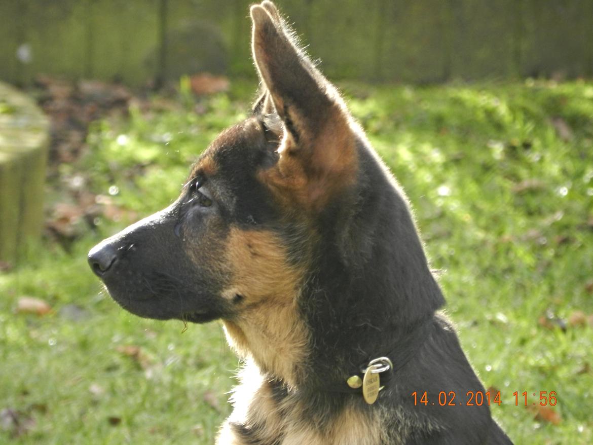 Schæferhund Studsdal Oskar - Oskar 14 uger billede 1