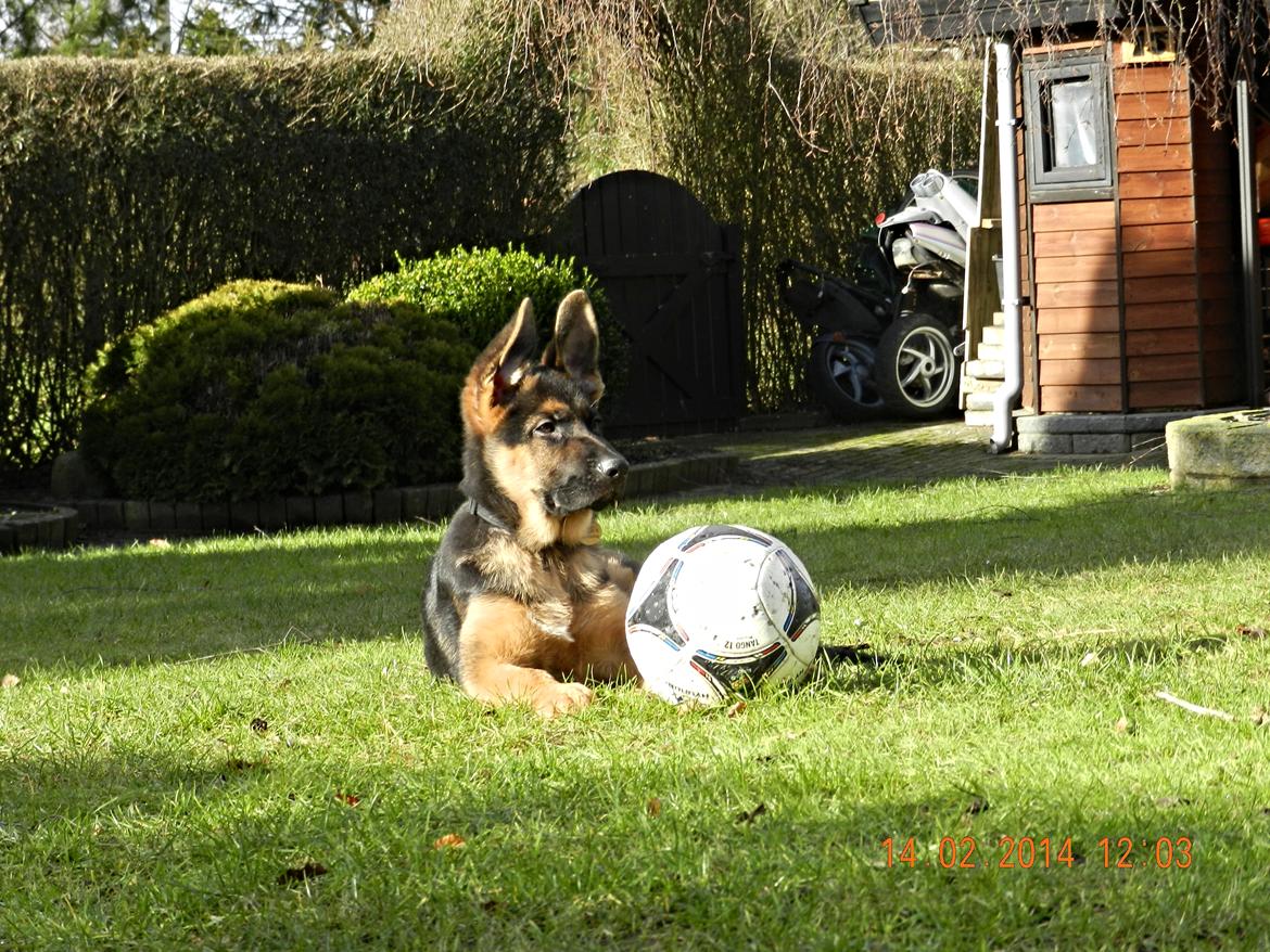 Schæferhund Studsdal Oskar - En plads i solen ;-) billede 18