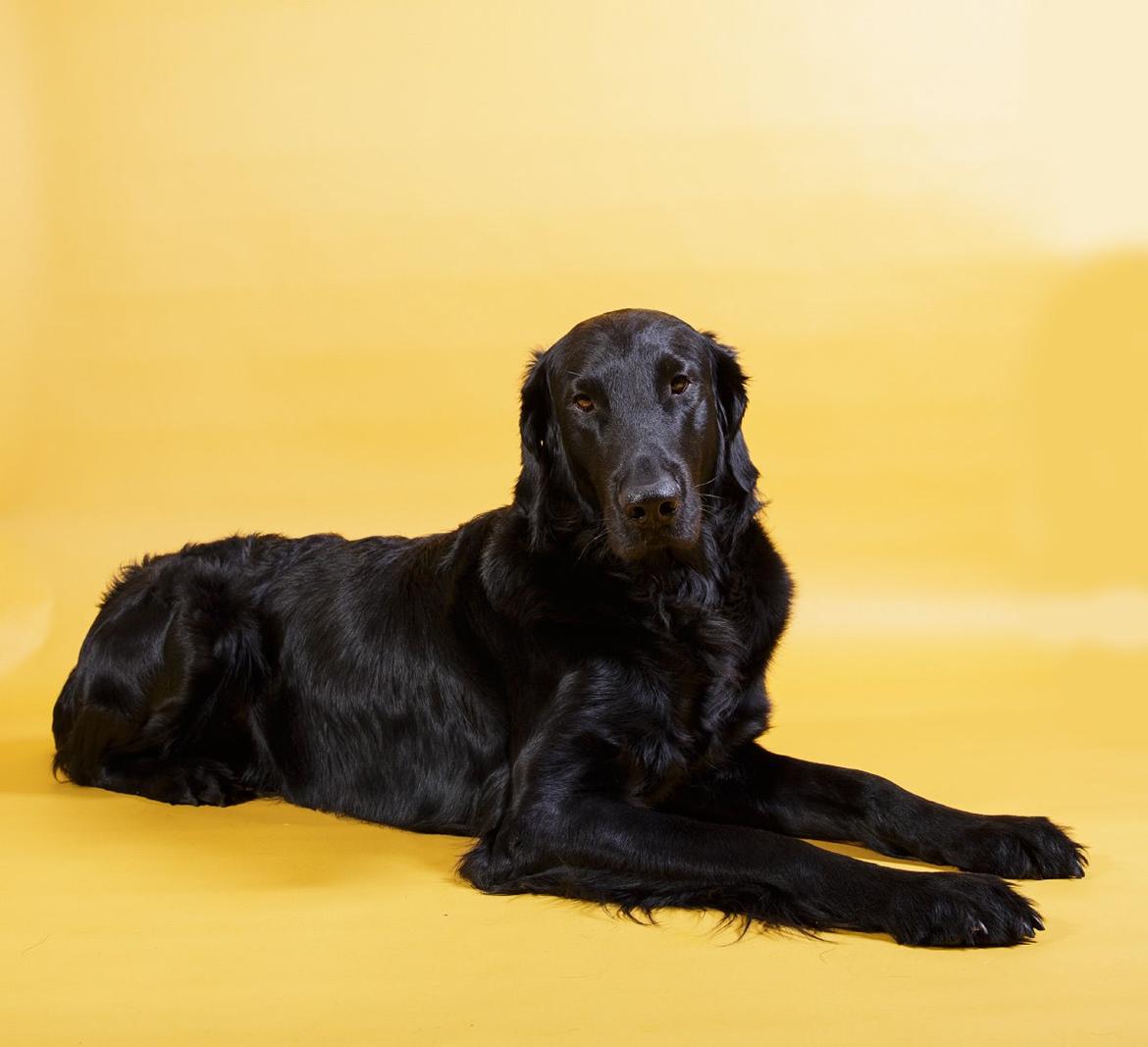 Flat coated retriever Flatrunner Faithful Floyd billede 31