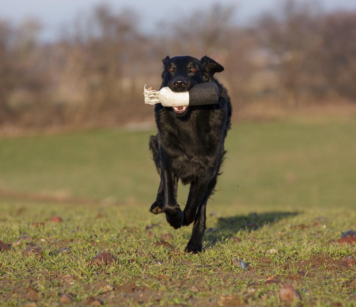 Flat coated retriever Flatrunner Faithful Floyd billede 33