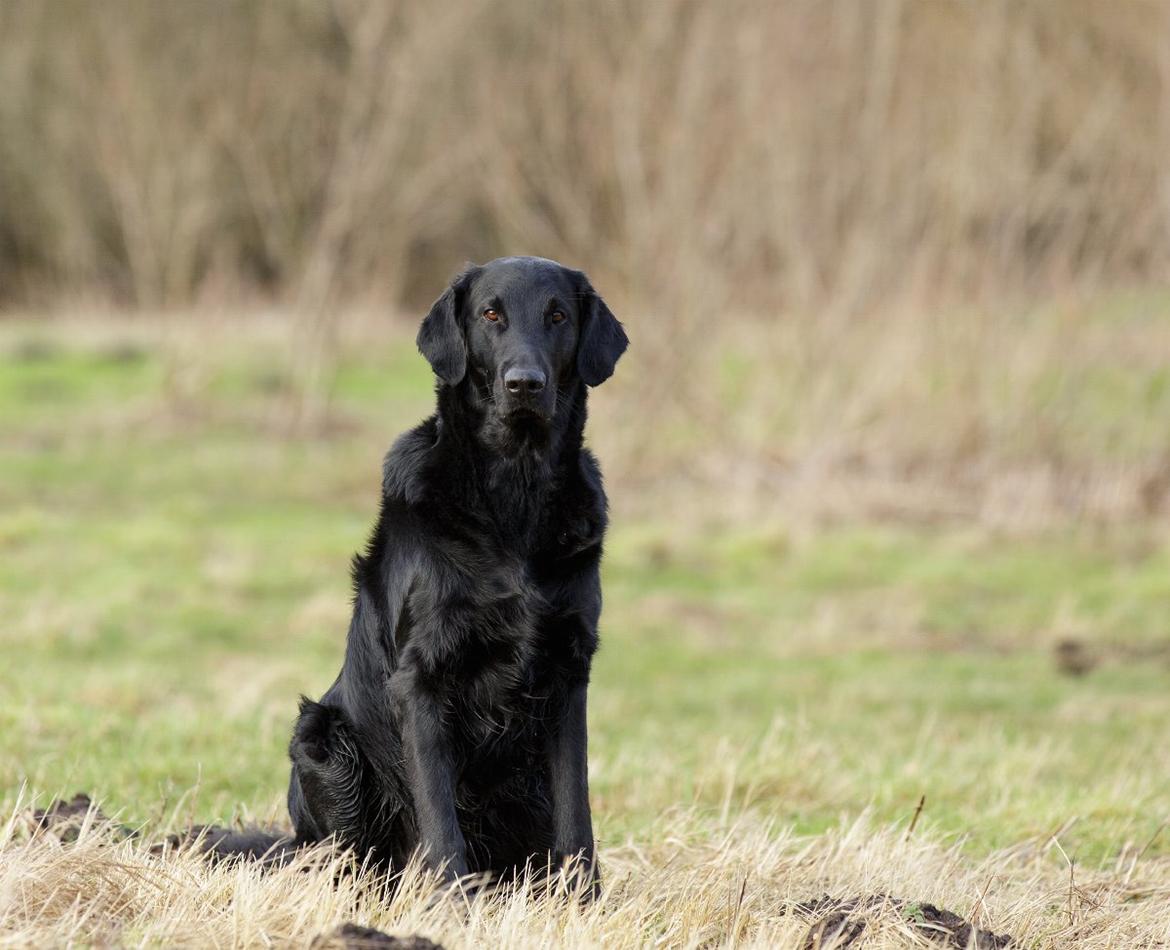 Flat coated retriever Flatrunner Faithful Floyd billede 35