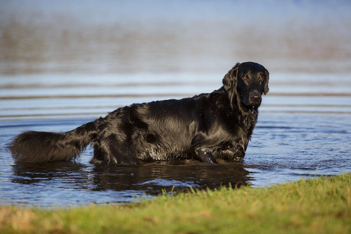 Flat coated retriever Flatrunner Faithful Floyd billede 36