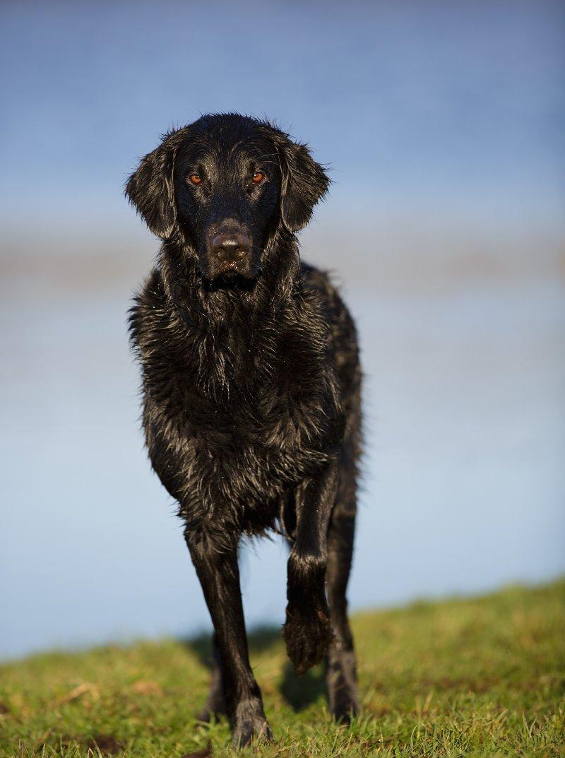 Flat coated retriever Flatrunner Faithful Floyd billede 38