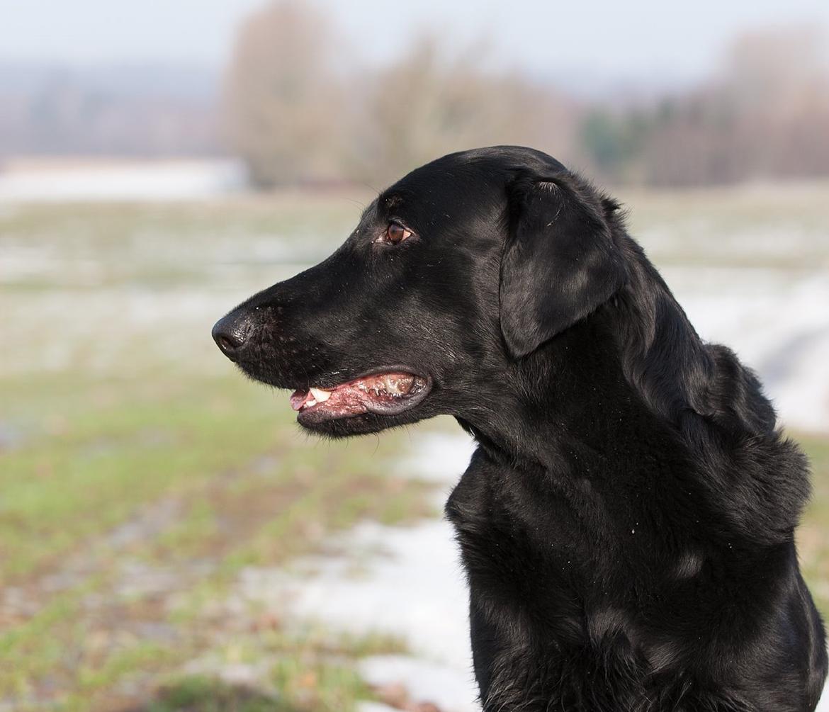 Flat coated retriever Flatrunner Faithful Floyd billede 41