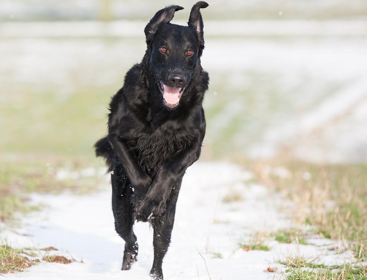 Flat coated retriever Flatrunner Faithful Floyd billede 40