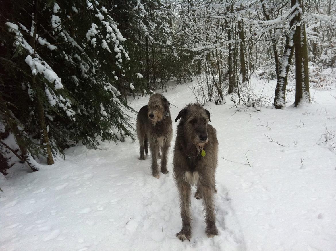 Irsk ulvehund Sirius - I hundeskoven med min lillebror (5år) billede 21