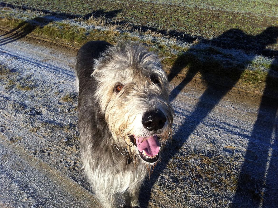 Irsk ulvehund Sirius - Frisk dreng :-) billede 22