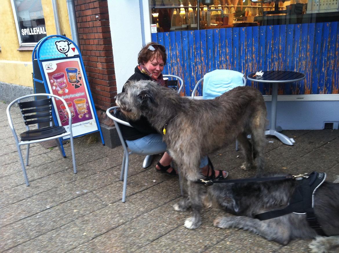 Irsk ulvehund Sirius - På isbar i Kolding billede 23