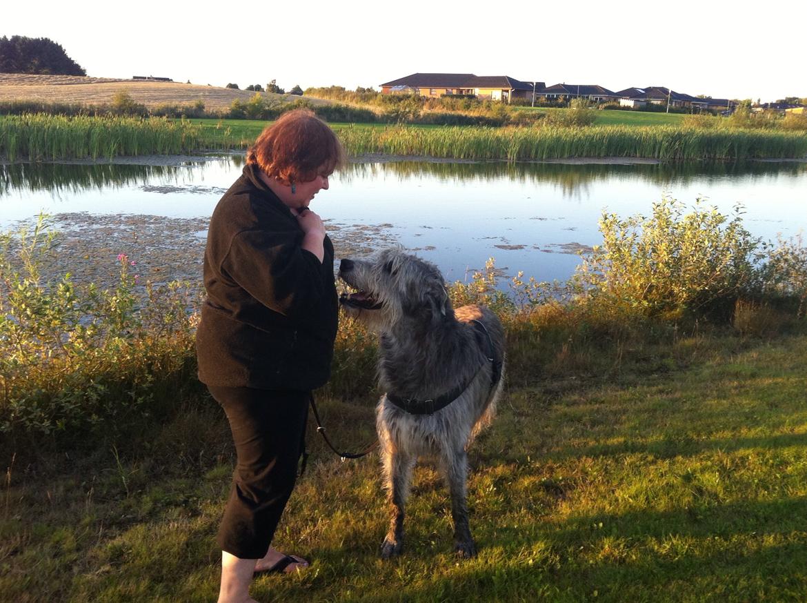 Irsk ulvehund Sirius - Min bedste ven, Jette. Jeg er dårligt gående nu, men prøver at få lov at gå i vandet  billede 25