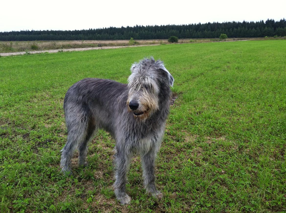 Irsk ulvehund Sirius - den sidste tid ...vi er atter på vej til dyrlæge i Skjern, og holder tissepause på heden  billede 24