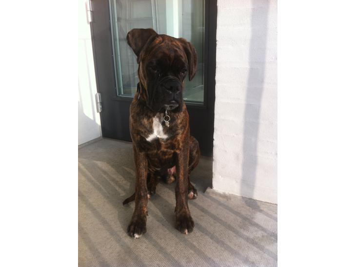 {{currentPhoto.altText}} billede {{currentPhoto.number}}