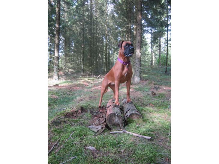 Blanding af racer Emma (hvil i fred <3) billede 1