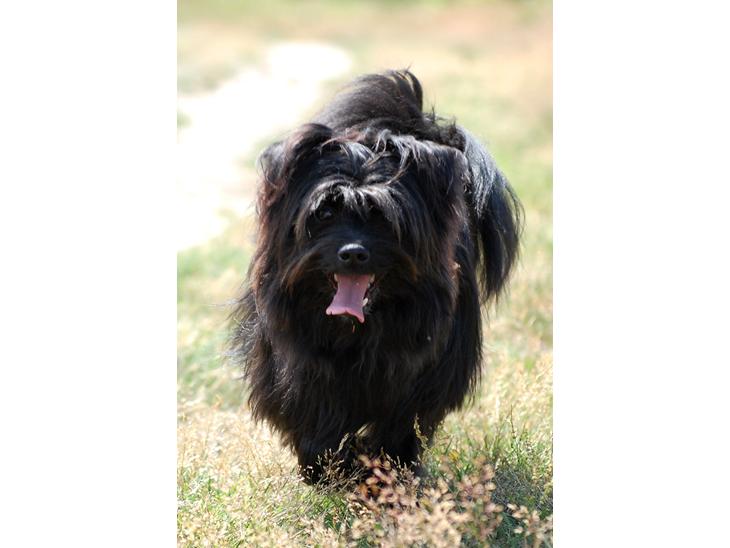 Blanding af racer Bamse billede 1