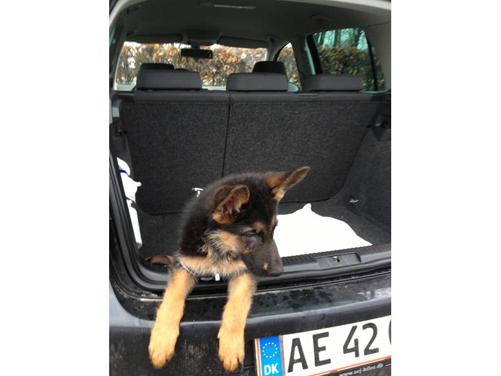 Schæferhund Tyson billede 1