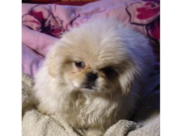 {{currentPhoto.altText}} billede {{currentPhoto.number}}