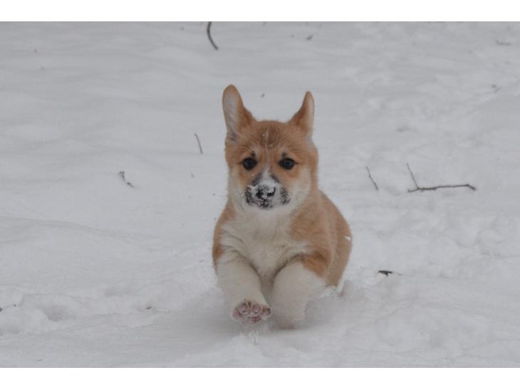 Welsh corgi pembroke stenbækgårds Ajo "solgt" - Ajo i sneen (jan 14) billede 1