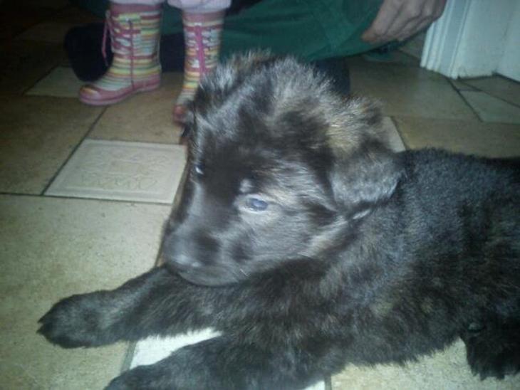 {{currentPhoto.altText}} billede {{currentPhoto.number}}