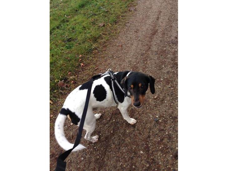 {{currentPhoto.altText}} billede {{currentPhoto.number}}