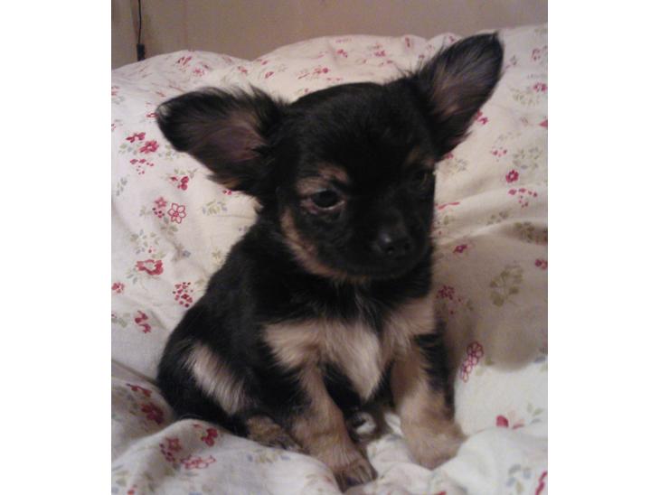 Chihuahua Milo billede 1