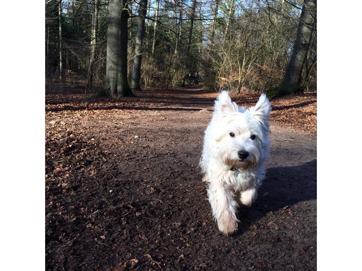 {{currentPhoto.altText}} billede {{currentPhoto.number}}