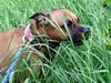 Staffordshire bull terrier Nela Tykpigen* Engelhund :'(