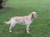 Labrador retriever Balder