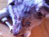 Australian shepherd Ozzy 