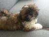 Shih tzu Malou